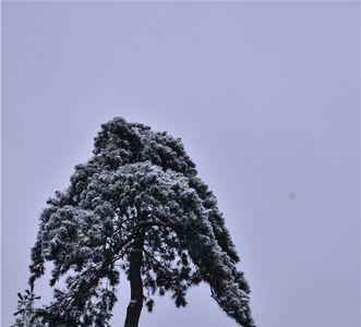 大雪压青松是几月