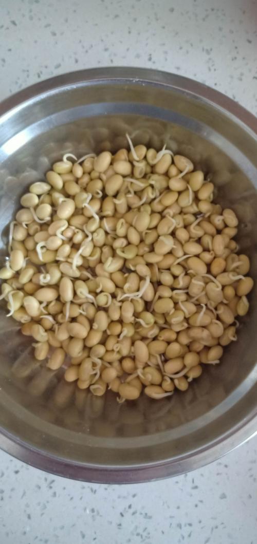 什么样的黄豆能做种子