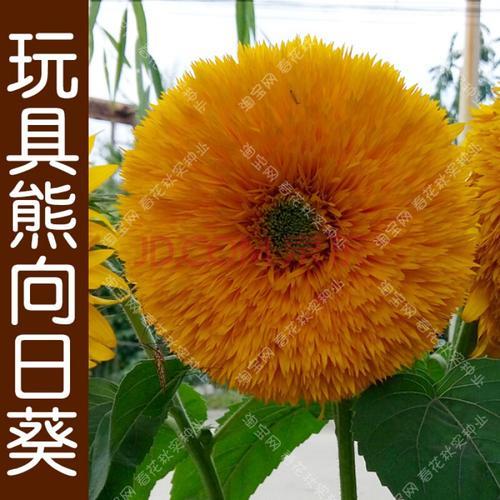 什么能代替葵花杆做香