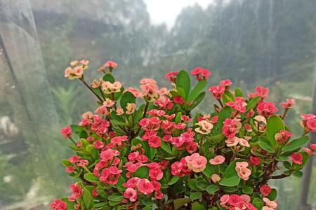 麒麟花怎样嫁接