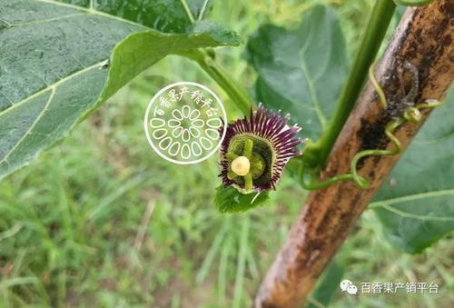 百香果开花后枯萎是什么原因