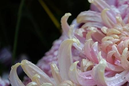 菊花在网上什么意思