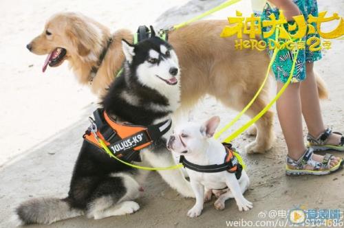 神犬小七2欧叶和鲍宇吻戏大结局