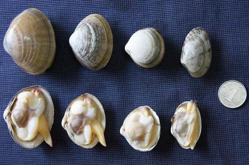 蚬子是淡水还是海水生物