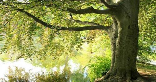 扶桑树象征着什么意义