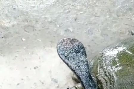 为什么路上捡的王八不能带回家