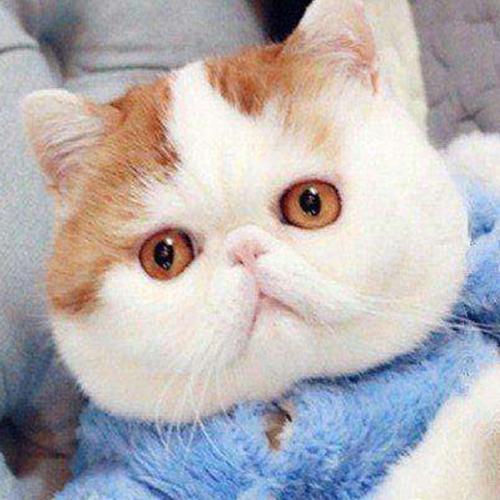 波尔猫如何鉴别