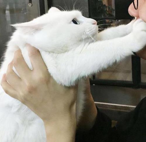 和猫咪对视猫咪眼神回避啥意思