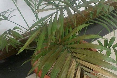 散尾葵叶子上有褐色的斑点