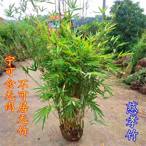 四季竹插几支好