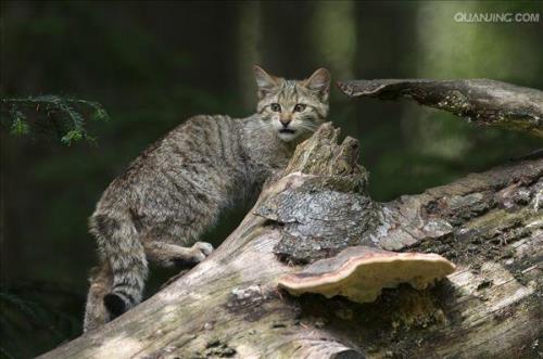 为什么野猫居住在人类附近