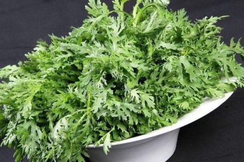 茼蒿发硬是怎么回事