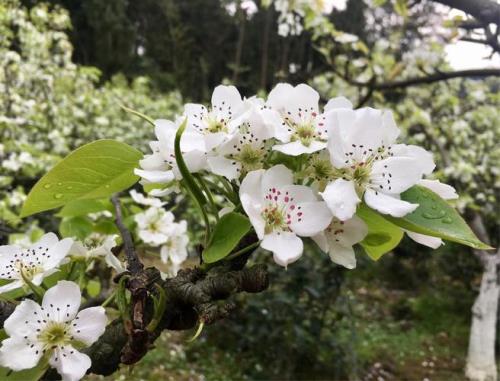 梨花带雨可以形容笑吗