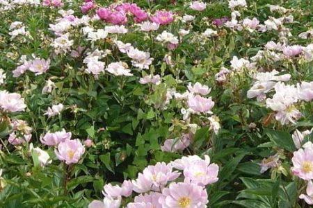 大门两侧能种芍药吗