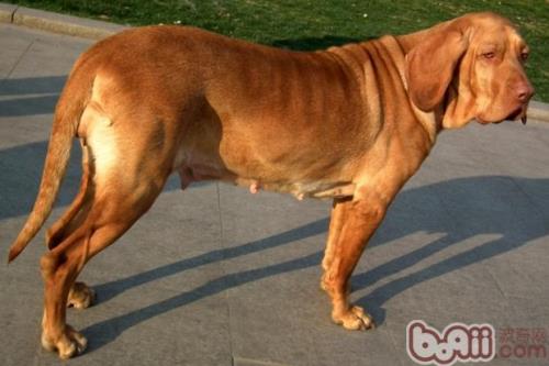 寻血犬优缺点
