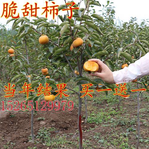 三公分阳丰柿子需要修剪背下枝