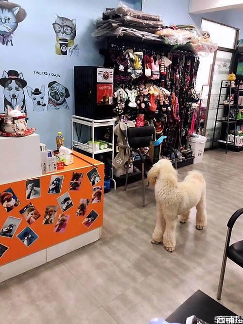 宠物店什么时候生意最好