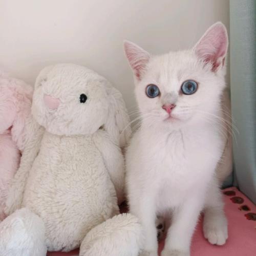 银点猫的脾气性格