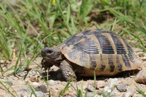 红腿赫曼能一起养吗