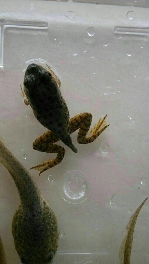 小蝌蚪有多少能长成