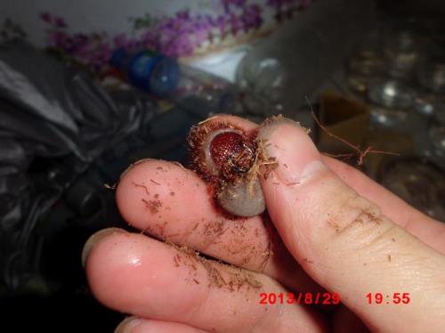 姬兜虫幼虫能群养吗