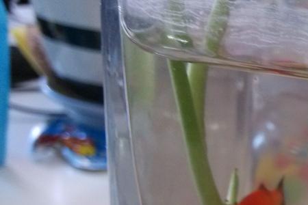 白色玛丽鱼怎么判断怀孕