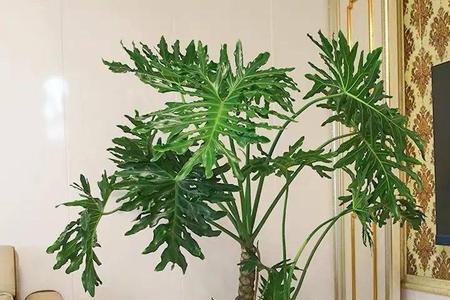 春羽养多久才能有龙鳞