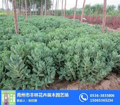 宿根和灌木有什么区别