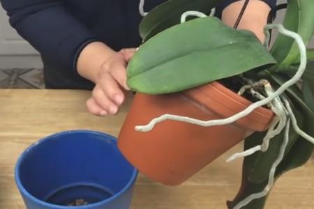 蝴蝶兰灌根的正确方法