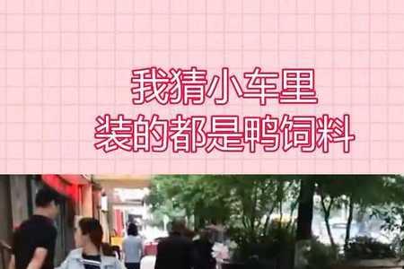 小鸭子能带出去遛吗