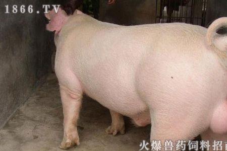 大白猪和长白猪哪个长得大