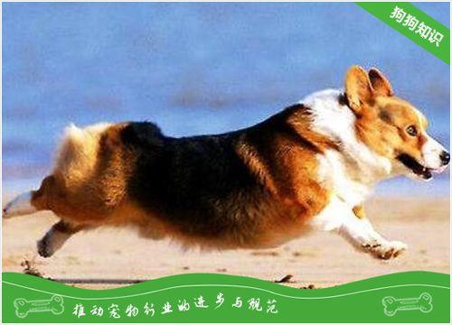 怎么挑选柯基犬