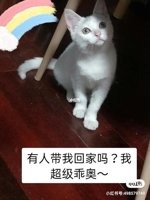 领养和收养有什么区别