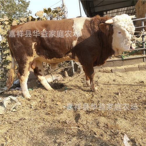 牛一年下几个崽