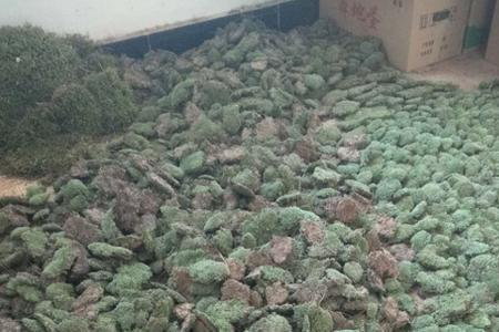 种植苔藓怎么使用生根粉