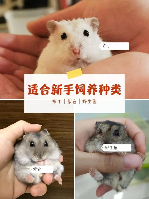 侏儒鼠和熊能吃一样的粮吗