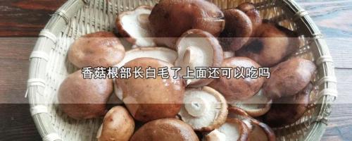 凤尾菇放冰箱长白毛还能吃吗