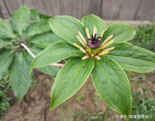 七叶一枝花夏季管理