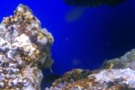 海水吃褐藻的生物