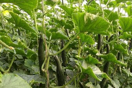 大棚黄瓜能摘几茬