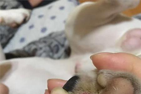 狗狗脚上有毛有什么好处