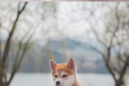 柴犬几月出生的好