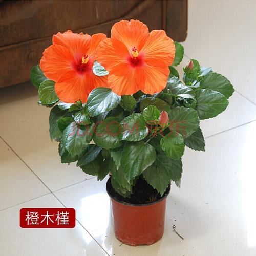 阿波罗春节能不能开花