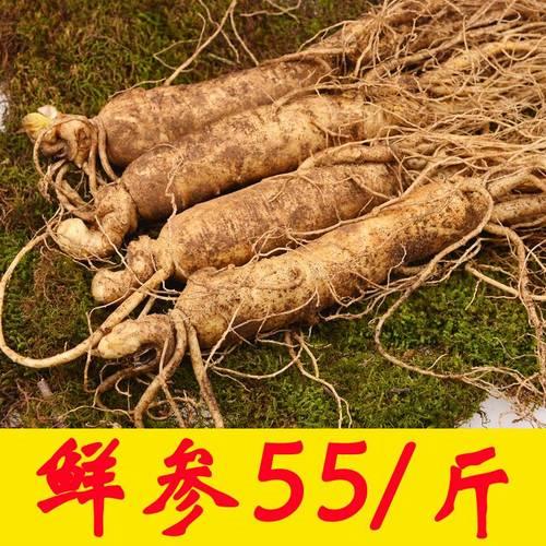 坟墓长大叶红参是好是坏
