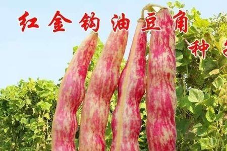 农望708豆角种子高产吗