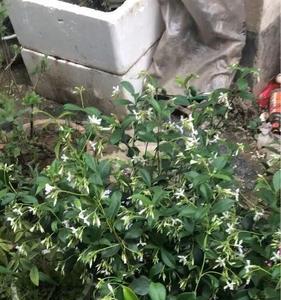 风车茉莉长气根是好是坏