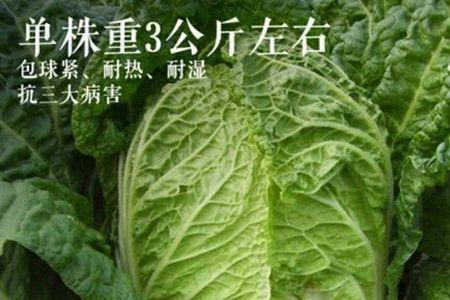白菜籽过了保质期半年还能种吗