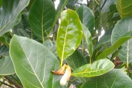 菠萝蜜秋天掉叶子吗