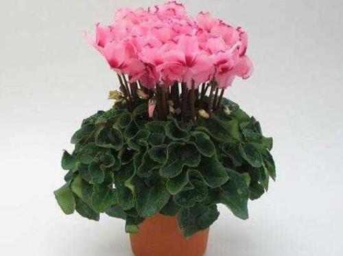 仙客来的种子长什么样