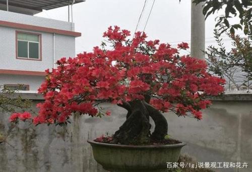 映山红只有桩没有叶子能活吗